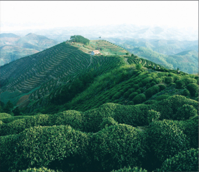 午子仙毫茶园