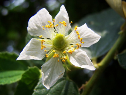 文定果（花） 