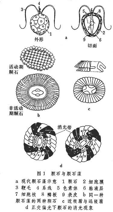 钙质超微化石