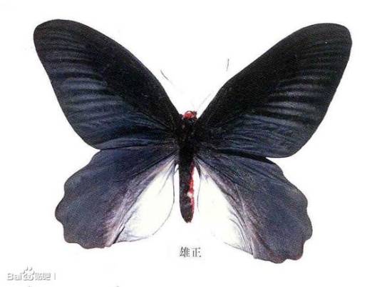 玛曙凤蝶