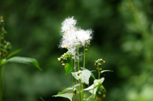 野茼蒿