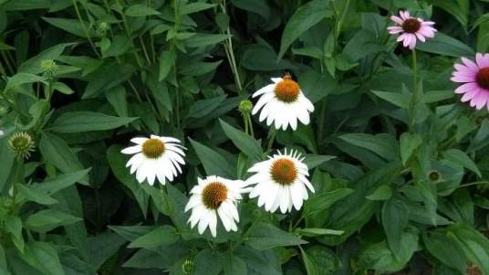 白花猫儿菊