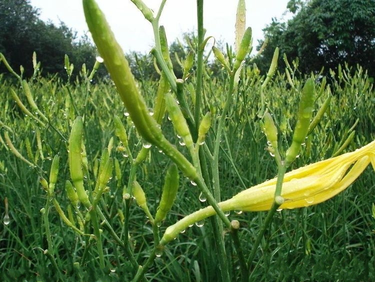 大荔黄花菜