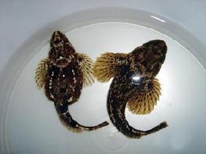 鲈鱼
