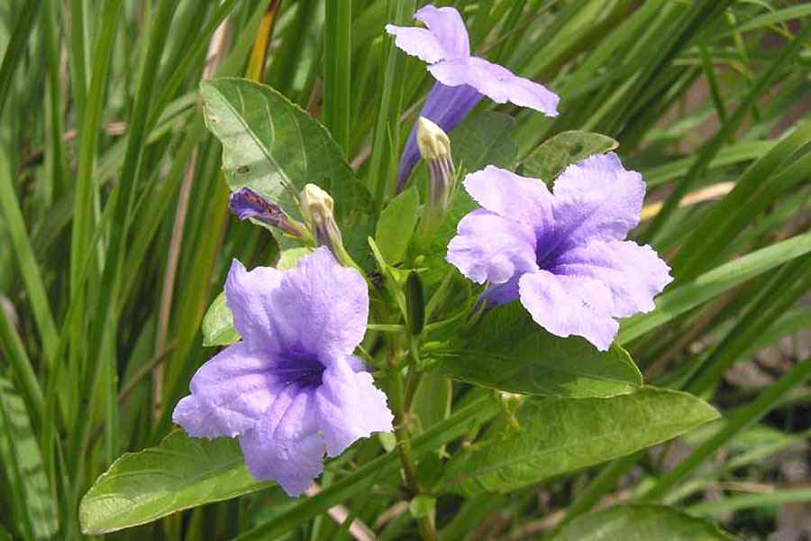 芦莉草