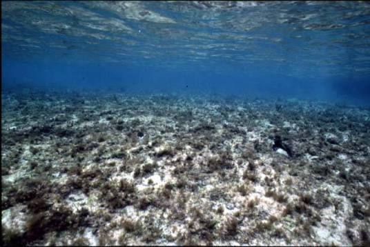 海洋沉积