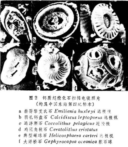 钙质超微化石