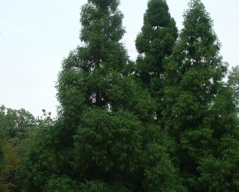 柳杉 
