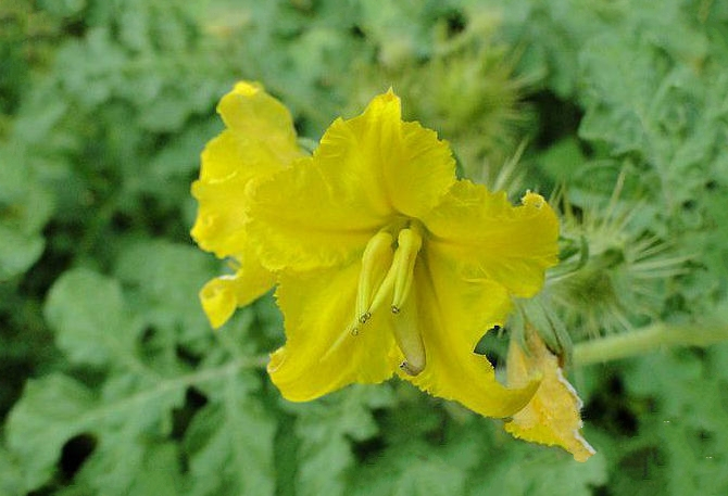 黄花刺茄
