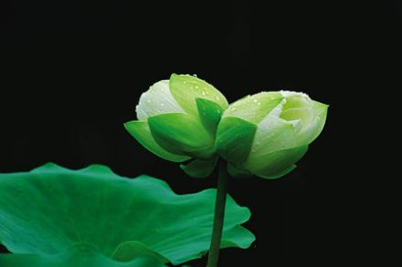 珍奇的并蒂莲花