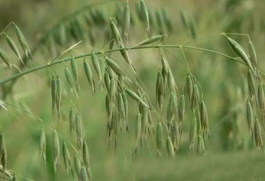贫育雀麦