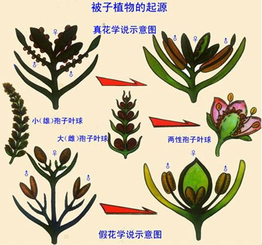 植物进化