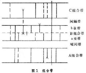 生物地层学