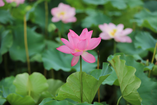 莲-花
