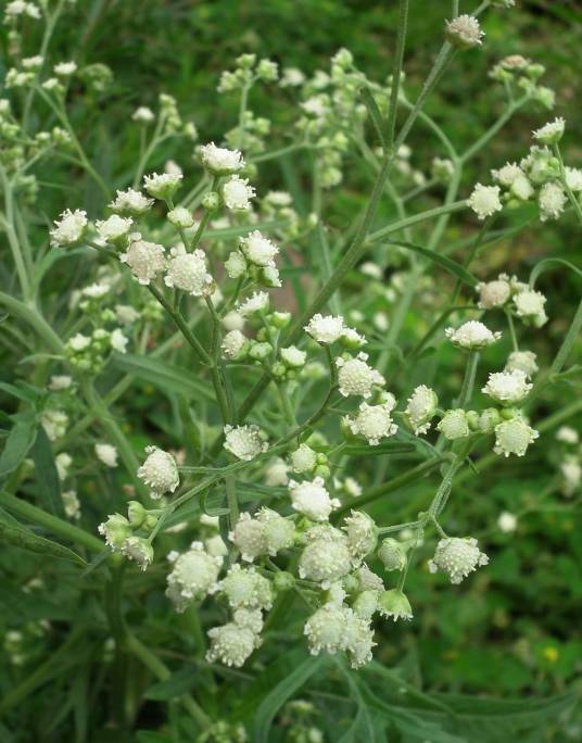 灰白银胶菊