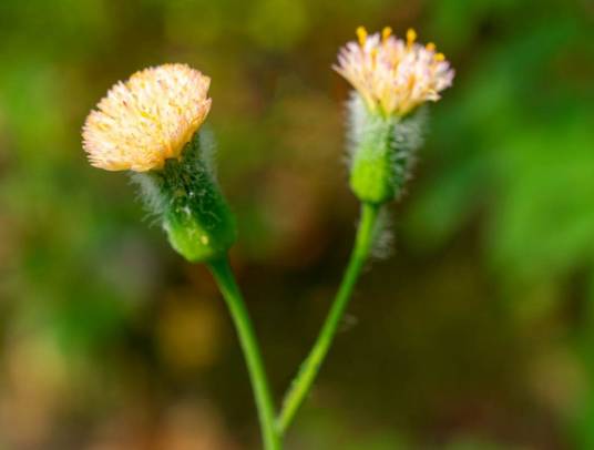 黄花紫背草