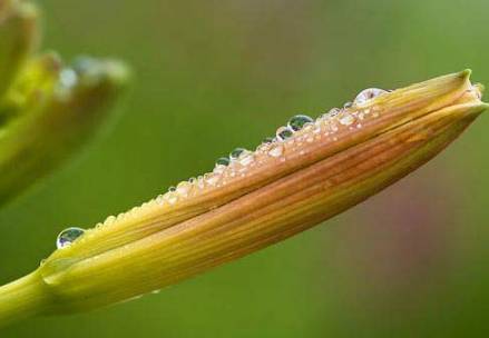 大荔黄花菜