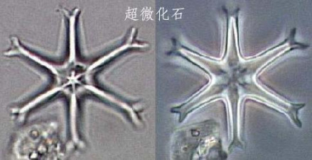 钙质超微化石