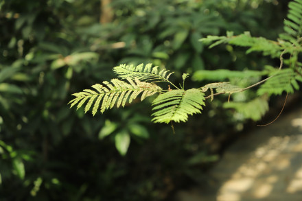 银荆