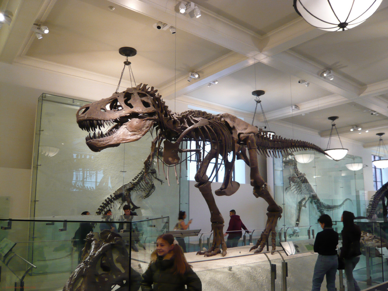 霸王龙AMNH 5027