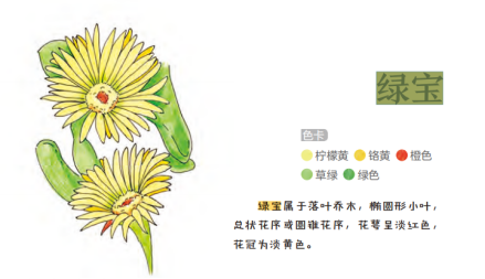 绿宝 