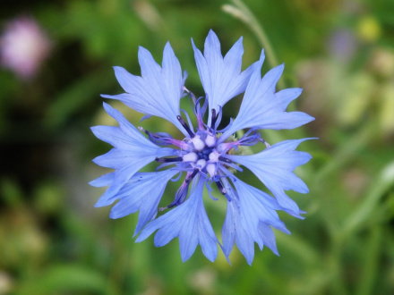 矢车菊 