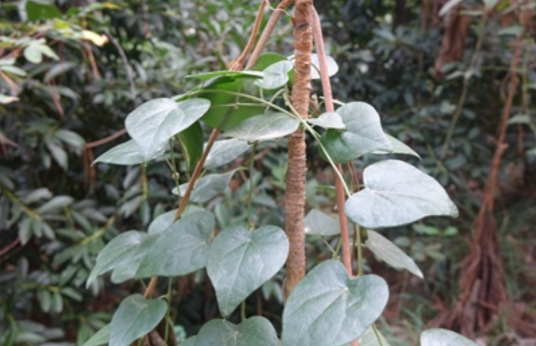 山葛薯