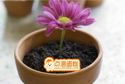 盆栽蛋糕