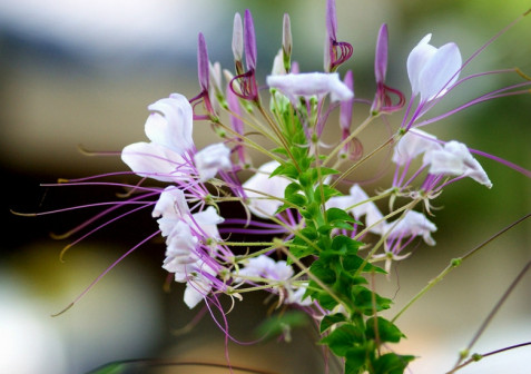 醉蝶花-枝花