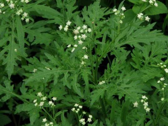 银胶菊