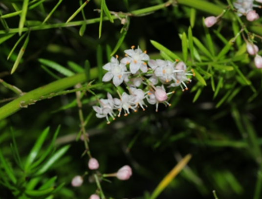 非洲天门冬