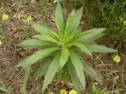 小蓬草