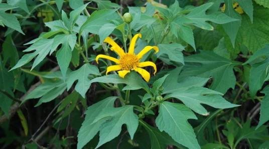 肿柄菊