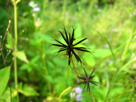 鬼针草