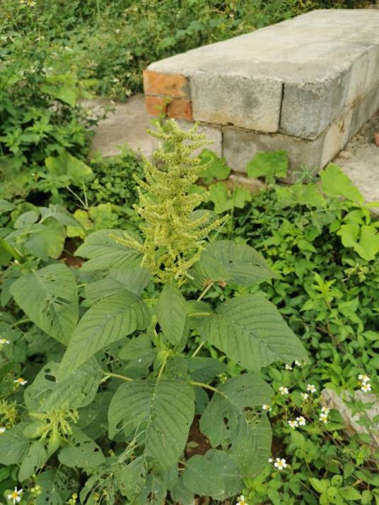 刺苋