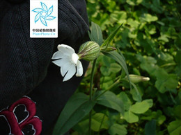 白花蝇子草