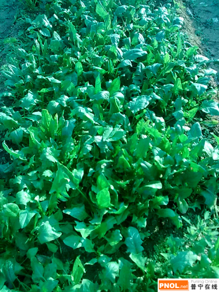 七样菜