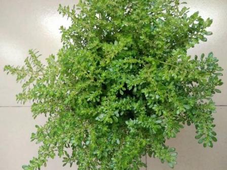 小叶冷水花植株