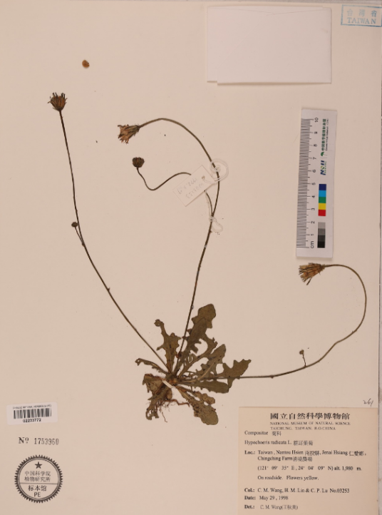 假蒲公英猫儿菊