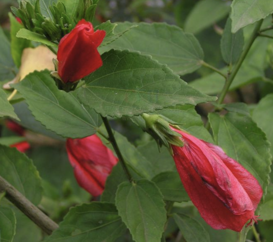 悬铃花