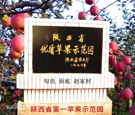 原底赵家是旬邑县苹果致富的领头羊