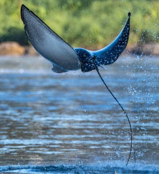鳐鱼