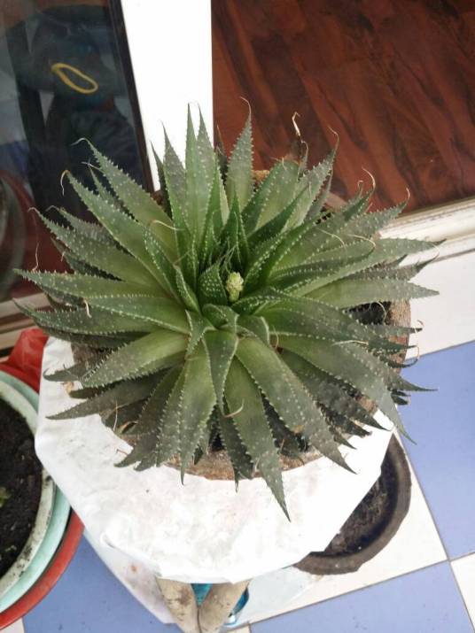木锉芦荟