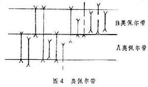 生物地层学