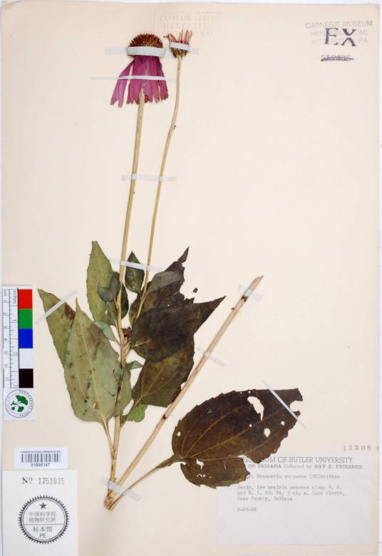 紫花松果菊