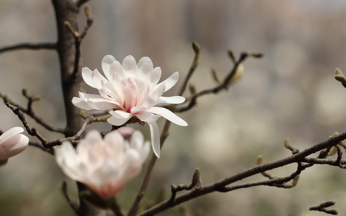 星花玉兰