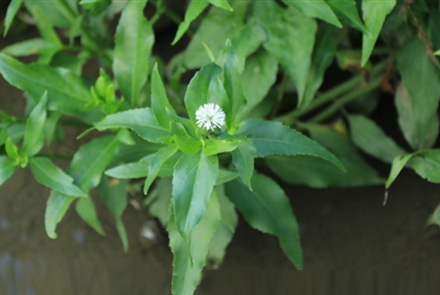 裸冠菊