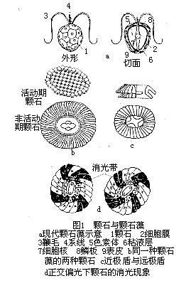 微锥
