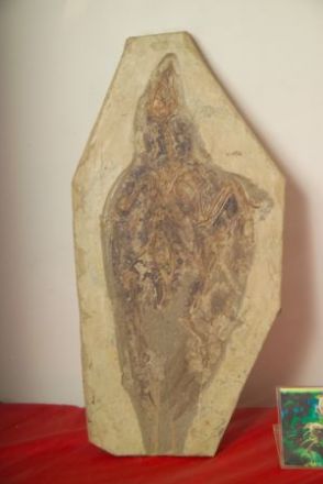中国古动物博物馆孔子鸟藏品图片1