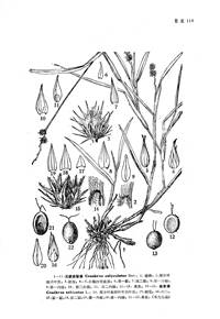 光梗蒺藜草